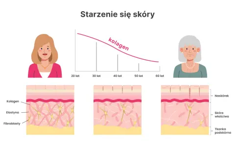 Wykres pokazuje, jak spada poziom kolagenu na skórę z wiekiem. Ilustracje ukazują zmiany w strukturze skóry, od młodej do starszej.