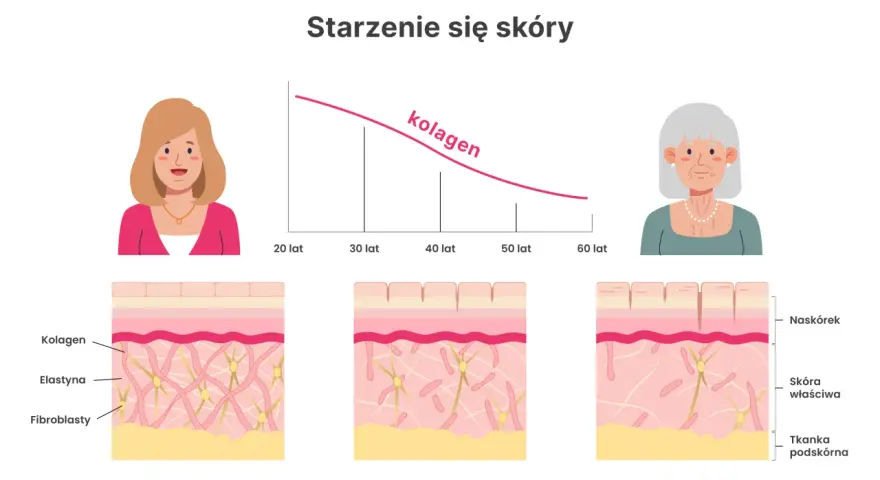Wykres pokazuje, jak spada poziom kolagenu na skórę z wiekiem. Ilustracje ukazują zmiany w strukturze skóry, od młodej do starszej.